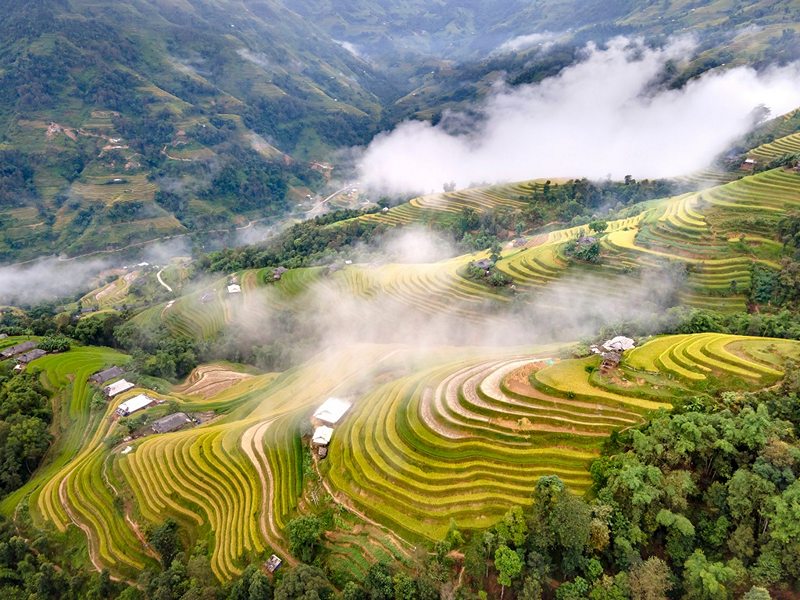 Northern Vietnam Rice Harvest: Top 7 Places & Best Time