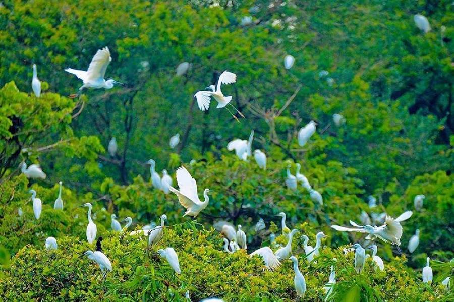 Vietnam Discovery Tours-Bang Lang Stork Sanctuary Vietnam Discovery Tours-Bang Lang Stork Sanctuary