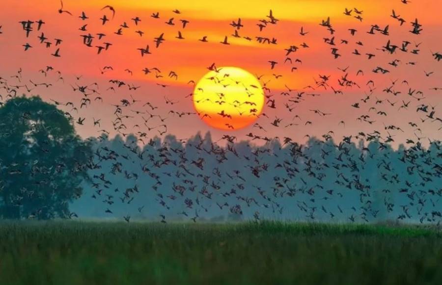 What to Do in Bang Lang Stork Sanctuary What to Do in Bang Lang Stork Sanctuary