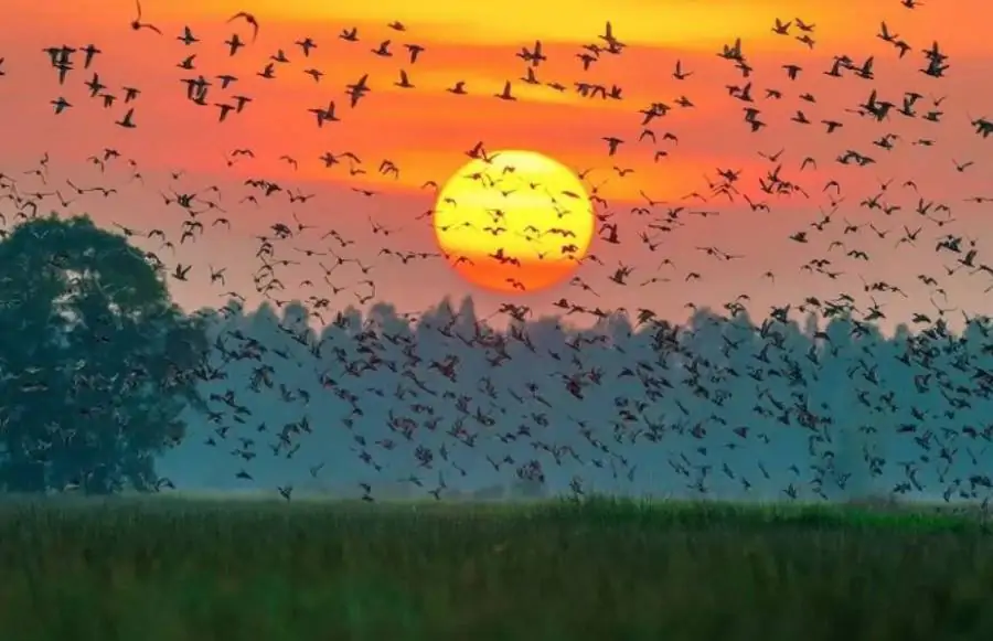 What to Do in Bang Lang Stork Sanctuary