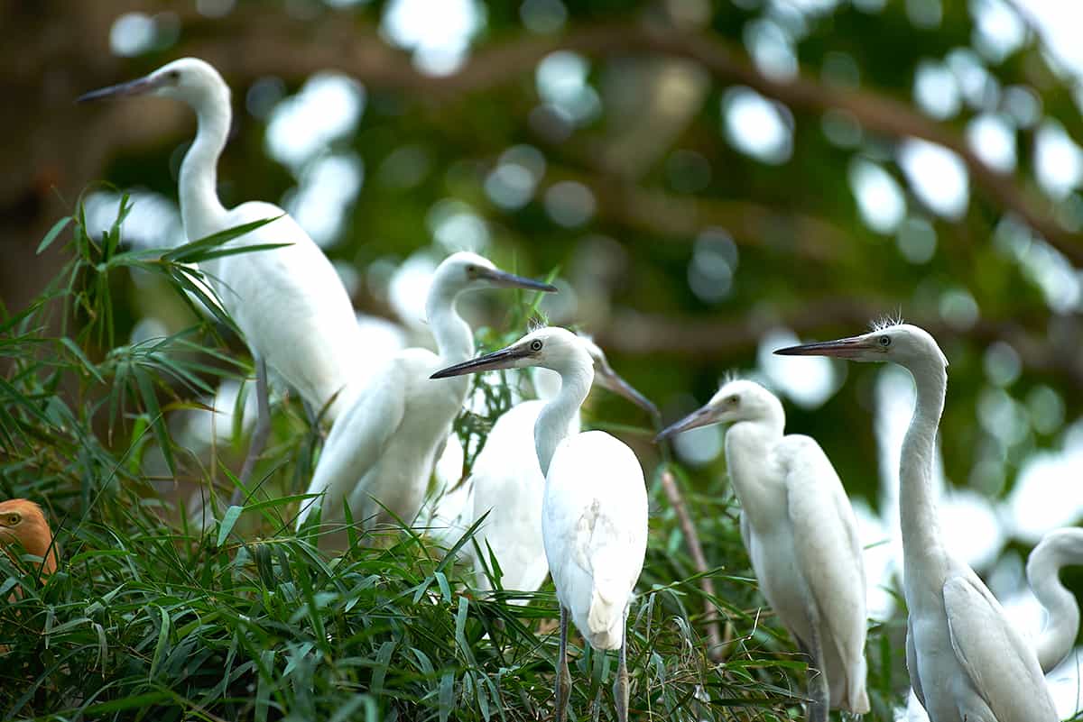 Bang Lang Stork Sanctuary: Into the kingdom of over 20 stork species