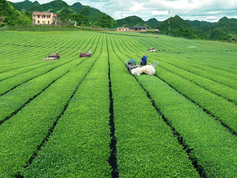 Moc Chau tea fields, row by row, straight row by row
