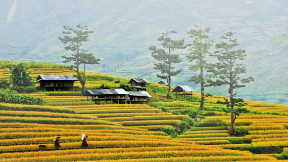 Moc Chau Plateau in Son La