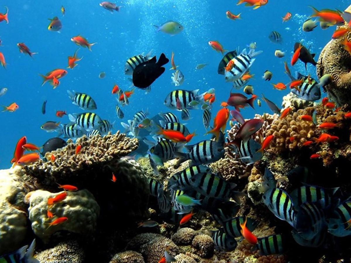 Cu Lao Cham Island & Nature Reserve, Hoi An