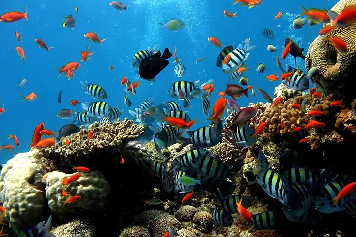 Cu Lao Cham Island & Nature Reserve, Hoi An