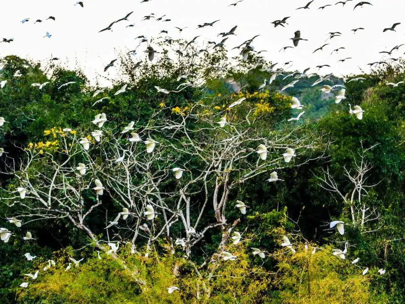 Is Ninh Binh worth going? Top 3 Reasons to Go Thung Nham Bird Park