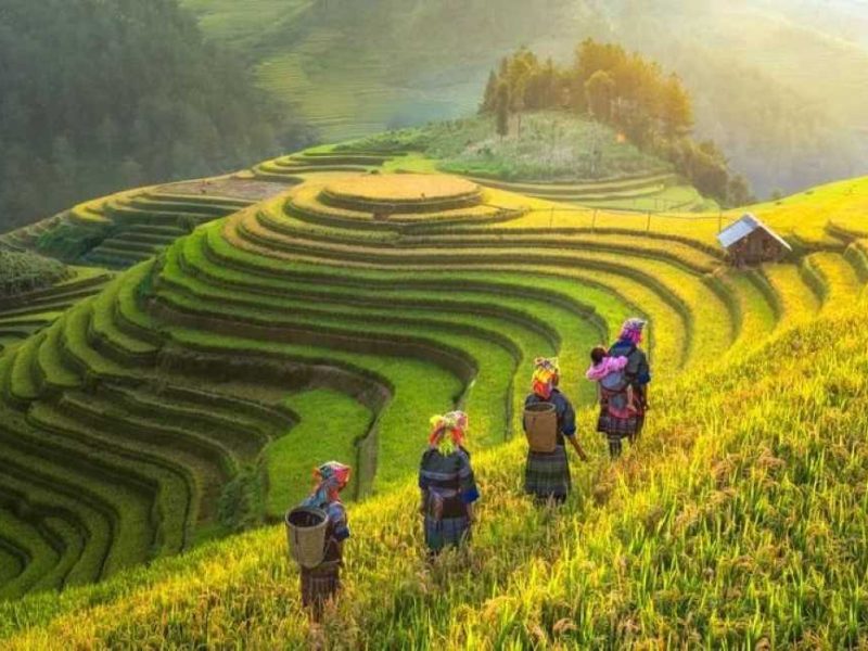 Terraced Fields (Lao Cai)