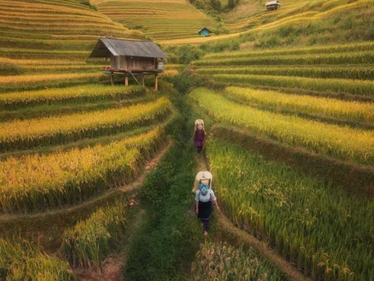 Top 6 Most Beautiful Terraced Fields in Vietnam