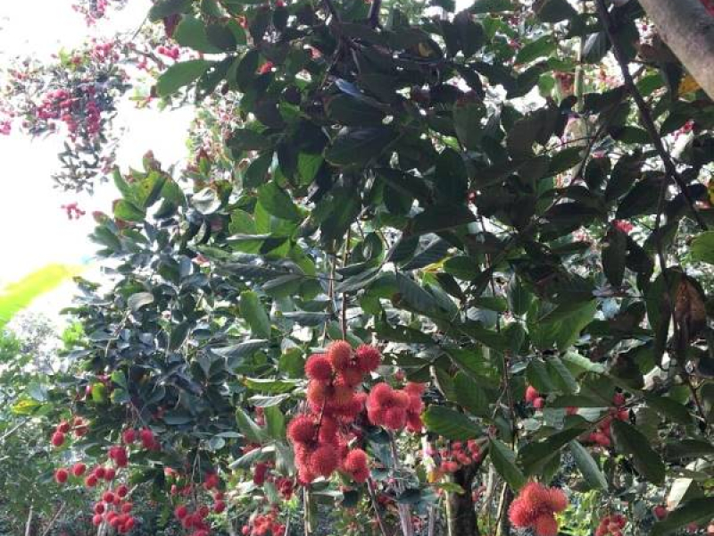 Cai Mon orchard village lets you take a peek into the rural vibe (Source: Collected)
