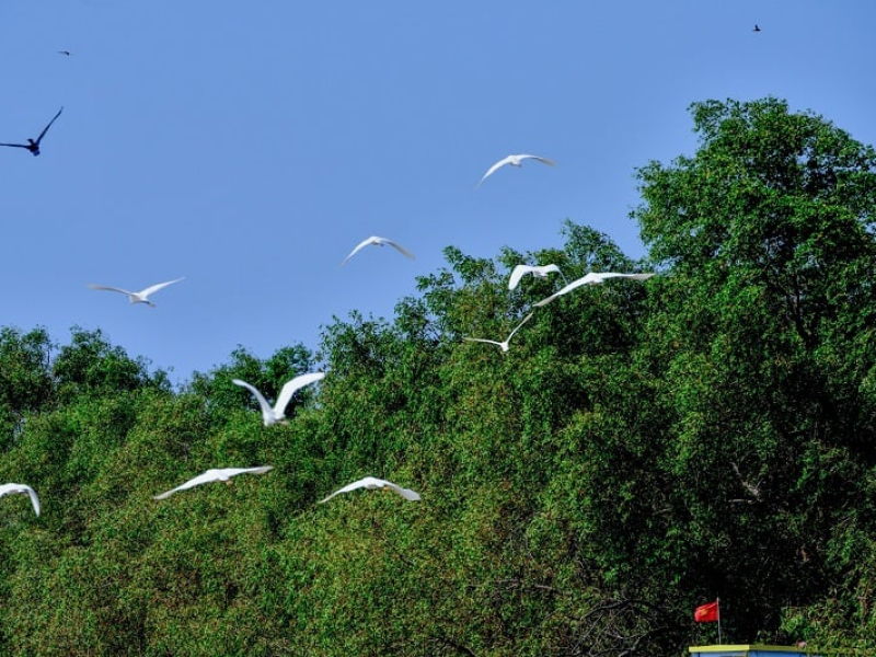 Vam Ho bird sanctuary is a spectacular place for first-time travelers (Source: Collected)
