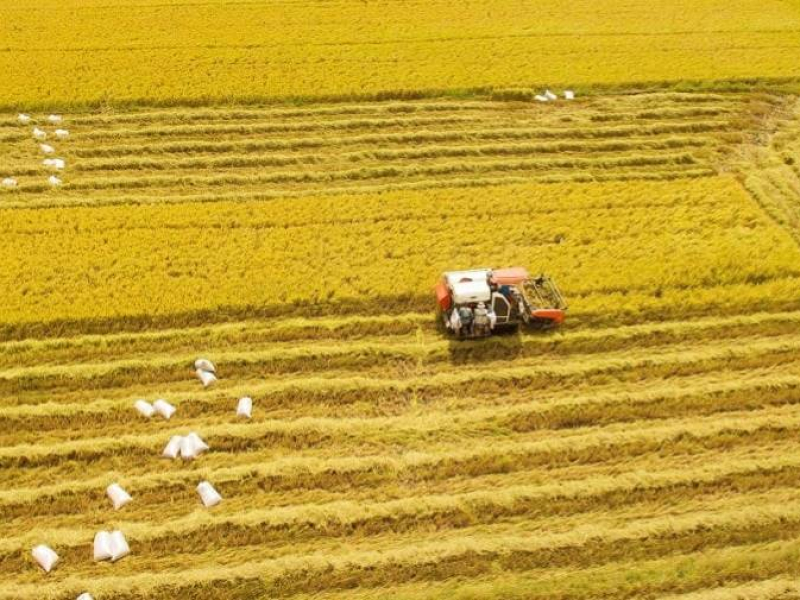 The peaceful rice paddies in the Mekong Delta Vietnam (Source: Collected)