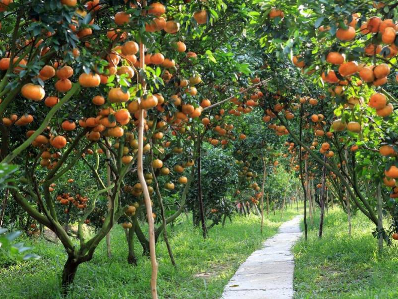 fresh fruits in the orchards of Cai Be on your Mekong Delta tour (Source: Collected)