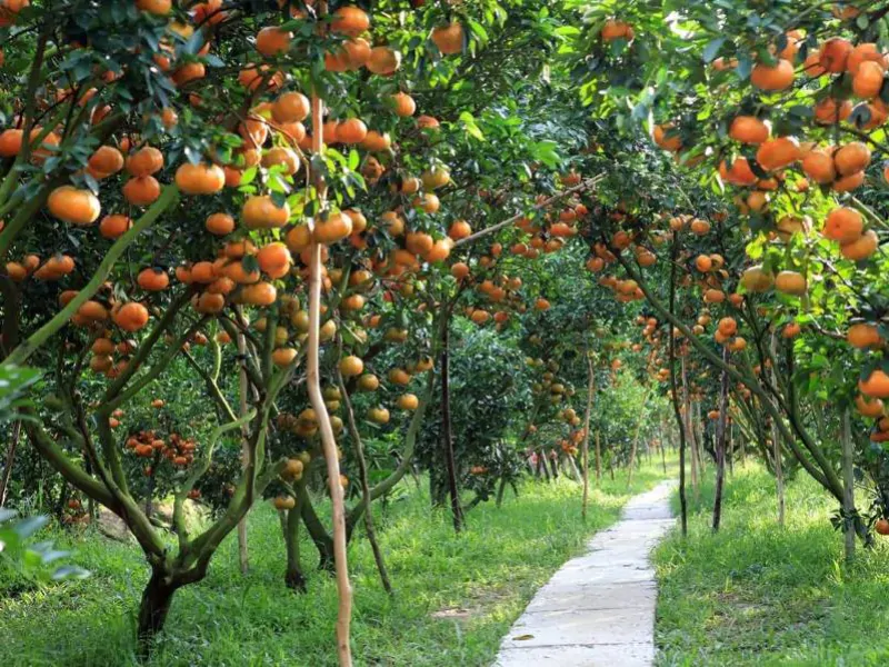 fresh fruits in the orchards of Cai Be on your Mekong Delta tour (Source: Collected)