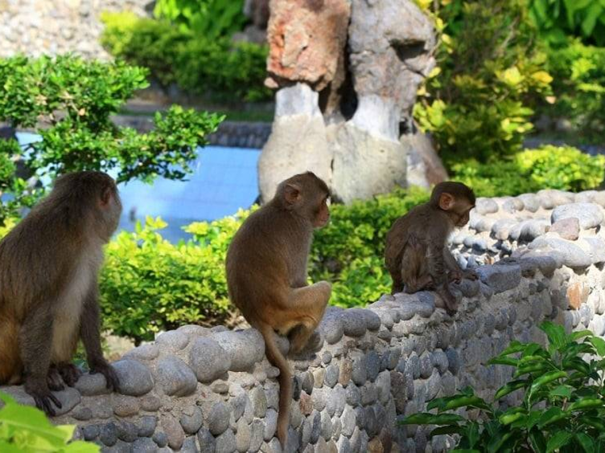 Monkey Island Nha Trang: Complete Visitor Guide