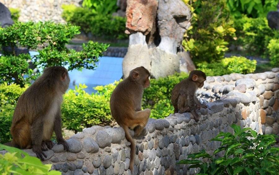 Monkey Island Nha Trang: Complete Visitor Guide
