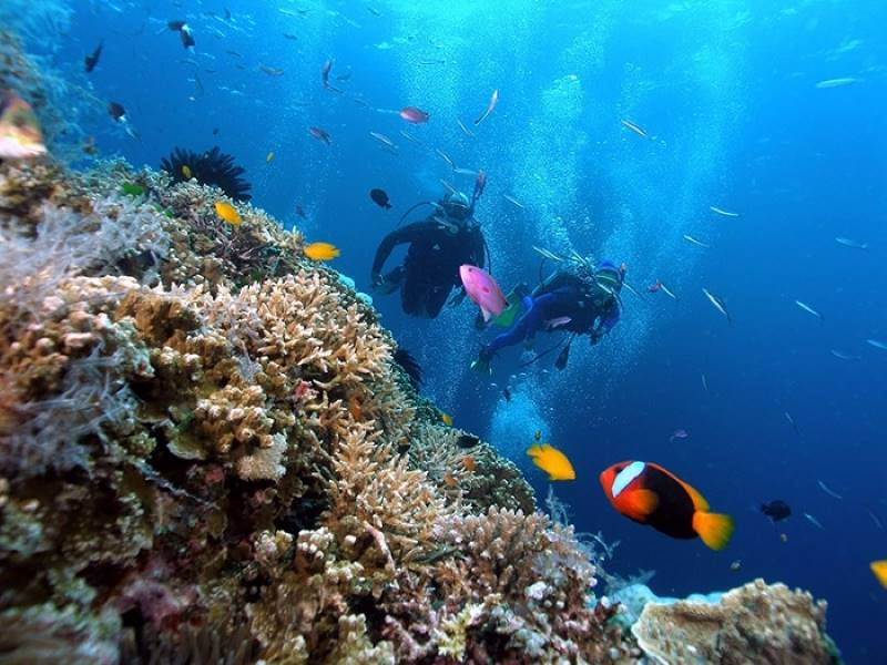 famous for its brilliant coral reefs and rich marine life (Source: collected) famous for its brilliant coral reefs and rich marine life (Source: collected)