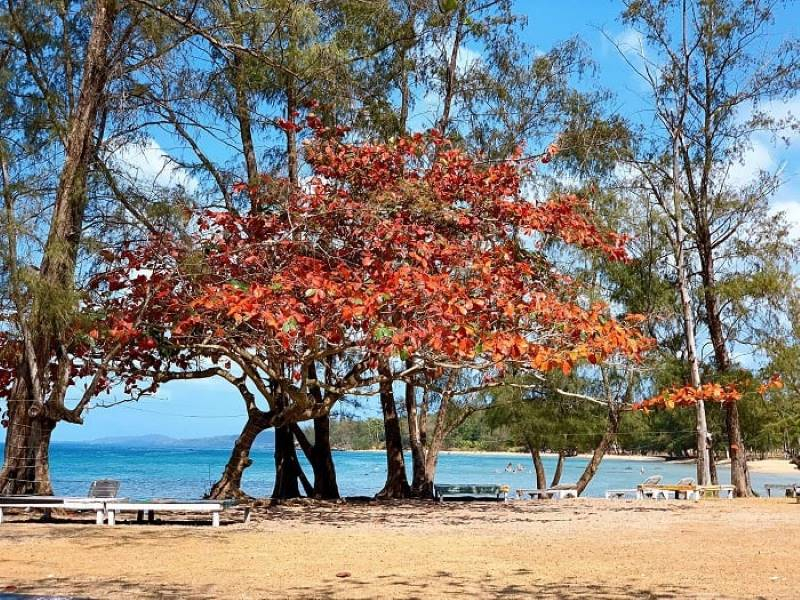 The wild beauty of Ong Lang beach - Phu Quoc (Source: Collected) The wild beauty of Ong Lang beach - Phu Quoc (Source: Collected)