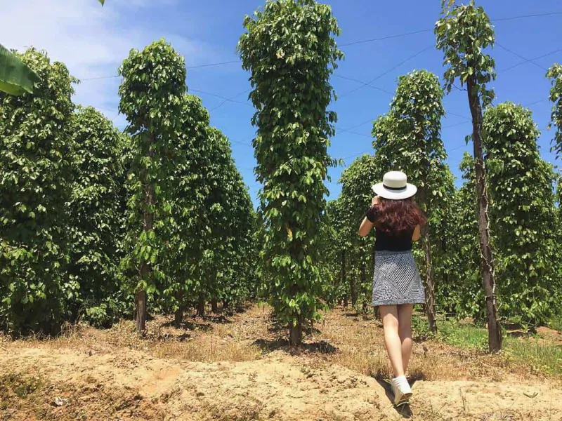 Pepper Cultivation in Phu Quoc Pepper Garden