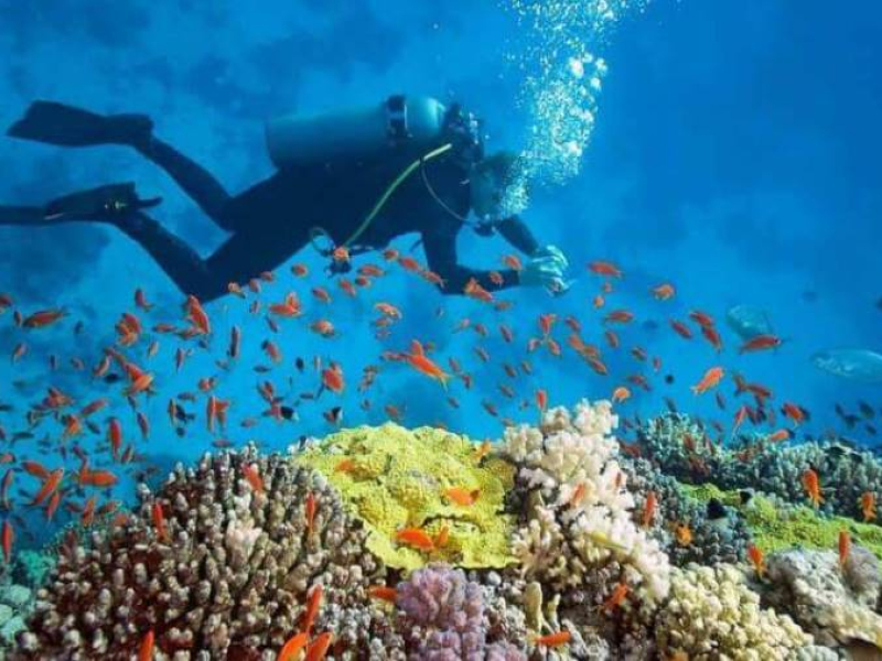 Snorkeling in Whale Island-Source: Collected Snorkeling in Whale Island-Source: Collected
