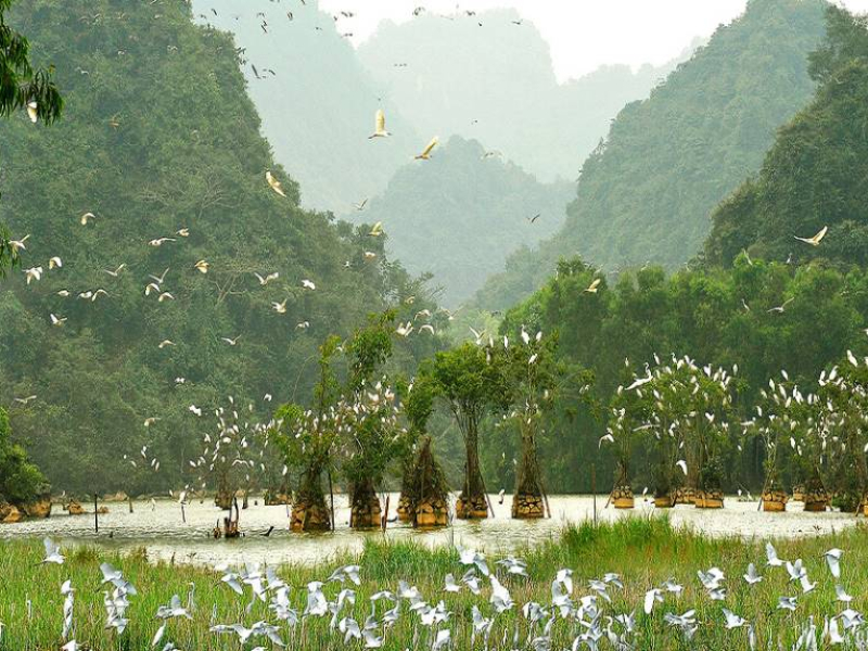 A colony of egrets nesting and flying over the wetland trees at Van Long Nature Reserve