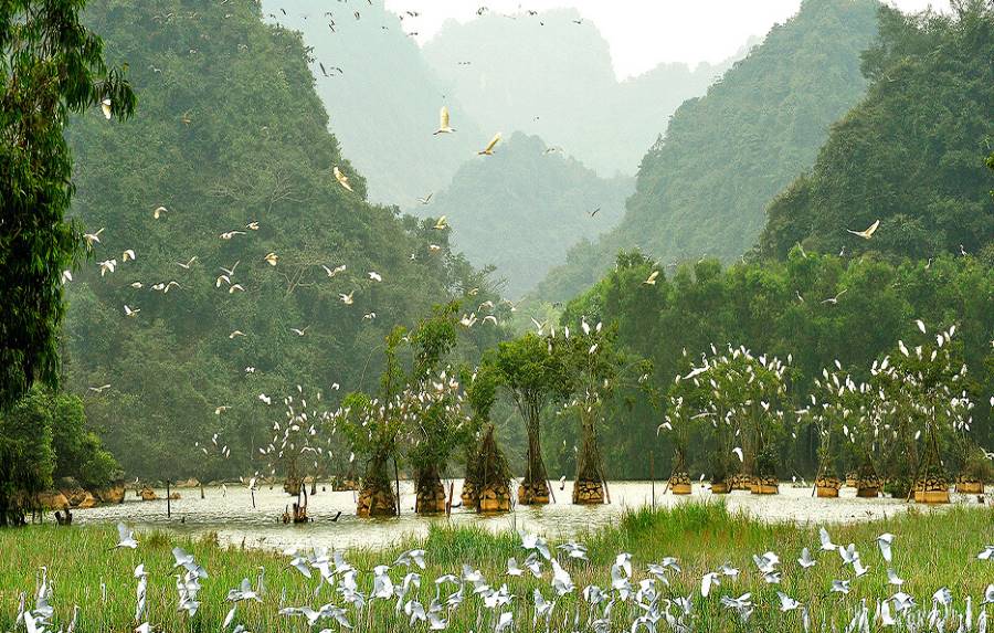 Van Long Nature Reserve – All Things You Need to Know