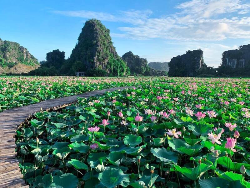 Take Tons of Stunning Photos at the Lotus Pond Take Tons of Stunning Photos at the Lotus Pond