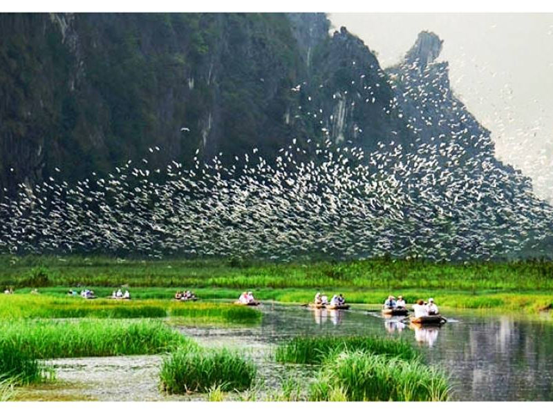 A huge flock of white birds taking flight over Van Long Nature Reserve as boats drift below