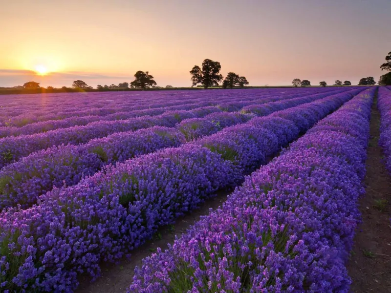 The weather in Dalat in May and June offer the perfect conditions to experience the enchanting lavender blooming season (Source: Collected)