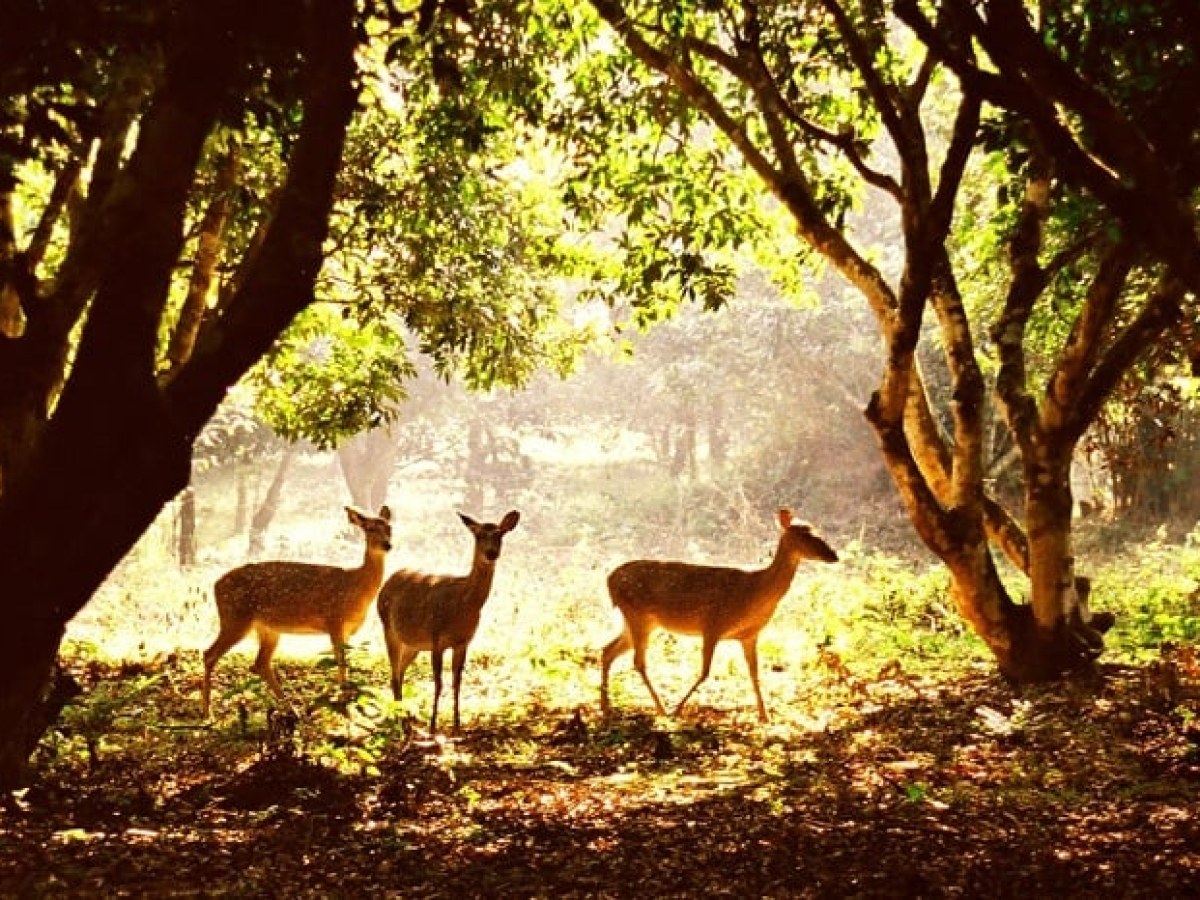 Cuc Phuong National Park Ninh Binh: Vietnam’s Oldest Nature
