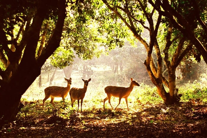 Cuc Phuong National Park Ninh Binh: Vietnam’s Oldest Nature