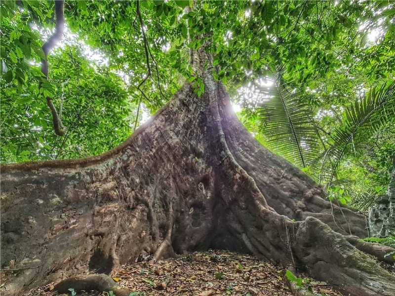 The Sau ancient tree in Cuc Phuong (Source: Collected) The Sau ancient tree in Cuc Phuong (Source: Collected)