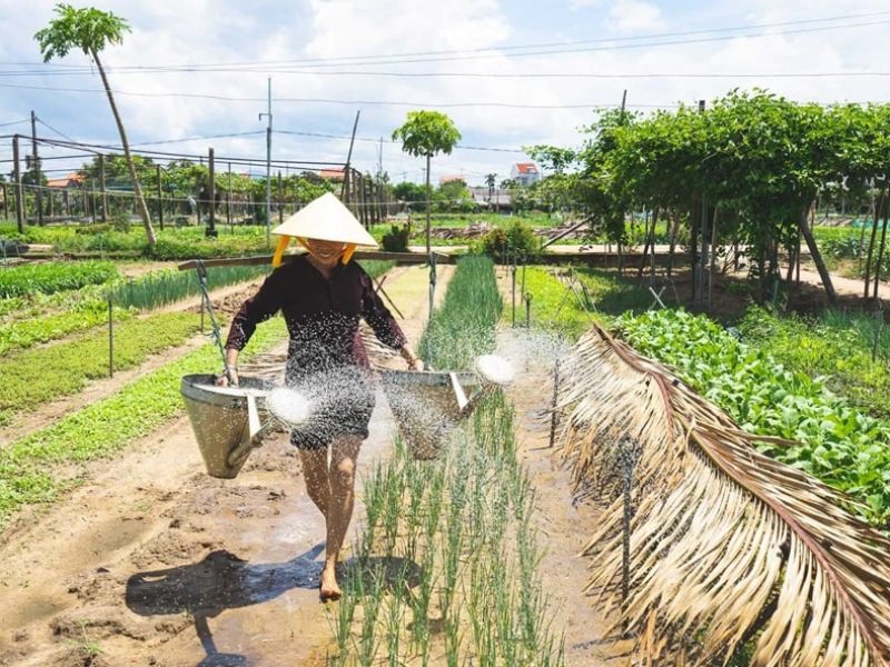 Become a farmer with a visit to Tra Que Vegetable Village (Source: Collected) Become a farmer with a visit to Tra Que Vegetable Village (Source: Collected)