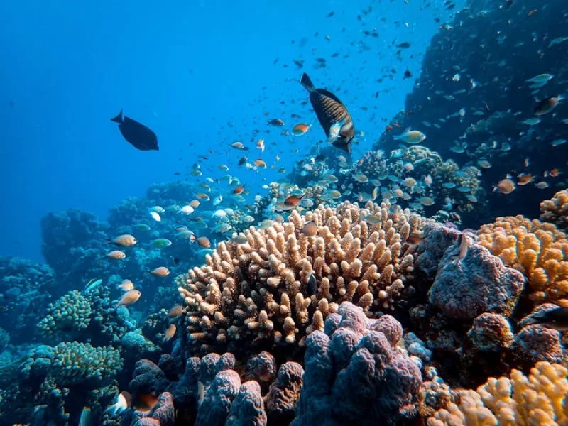 The beautiful underwater world of fishes and coral reefs of Yen Island in Nha Trang (Source: Collected) The beautiful underwater world of fishes and coral reefs of Yen Island in Nha Trang (Source: Collected)