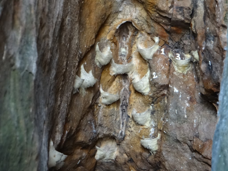 Swallow nests inside Yen Island caves (Source: Collected) Swallow nests inside Yen Island caves (Source: Collected)