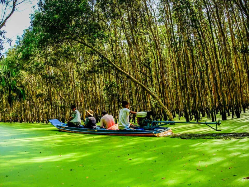 Tra Su Cajuput Forest: Complete Travel Guide Tra Su Cajuput Forest: Complete Travel Guide