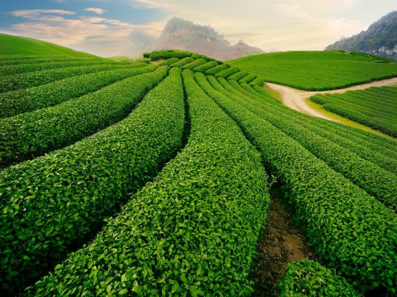 Moc Chau Highland: The Majestic Highlands, Northern Vietnam Moc Chau Highland: The Majestic Highlands, Northern Vietnam
