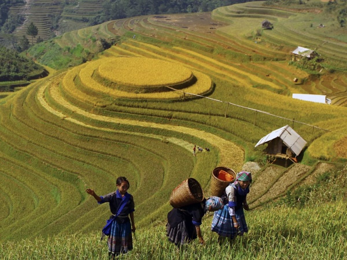 Mu Cang Chai: Complete Travel Guide