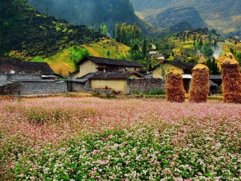 Local people favourably give Sung La valley the nickname The place where rocks bloom Local people favourably give Sung La valley the nickname The place where rocks bloom