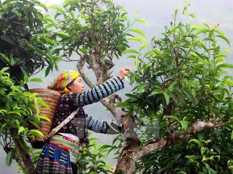 Picking Snow Shan Tea-Photo : thanhnien.vn