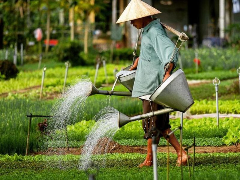 Tra Que Herb Village: A Green Haven in Hoi An