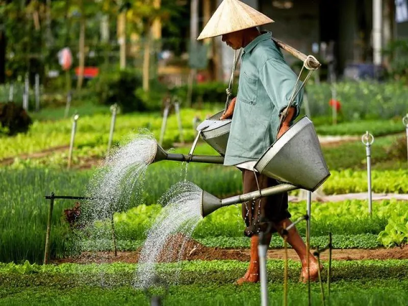 Tra Que Herb Village: A Green Haven in Hoi An Tra Que Herb Village: A Green Haven in Hoi An