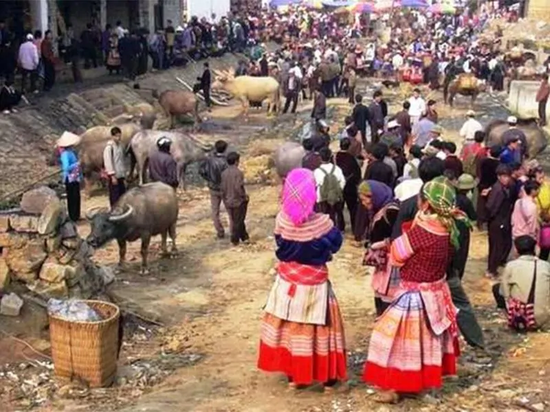 Livestock Section