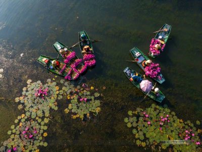 The Alluring Purple Water Lily Fields: Source: Pham Hoang Cuong The Alluring Purple Water Lily Fields: Source: Pham Hoang Cuong