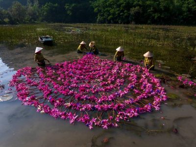 Tam Coc's Water Lily Season-Source: Pham Hoanh Cuong Tam Coc's Water Lily Season-Source: Pham Hoanh Cuong