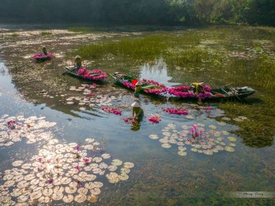 The Alluring Purple Water Lily Fields: Source: Pham Hoang Cuong The Alluring Purple Water Lily Fields: Source: Pham Hoang Cuong