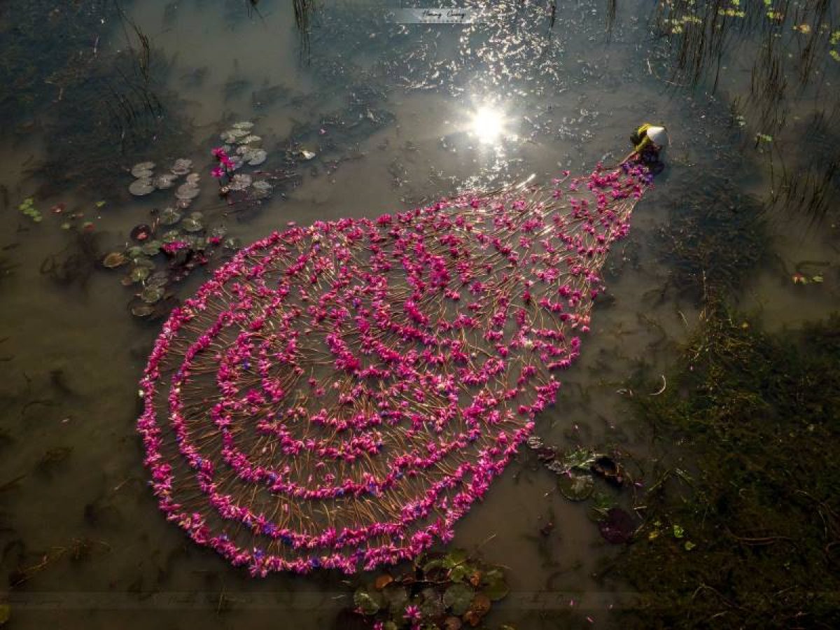 Tam Coc’s Water Lily Season: Discover a Floral Wonderland