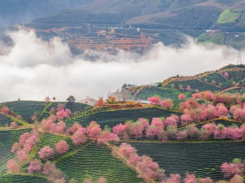 Sapa in December: Weather & climate information