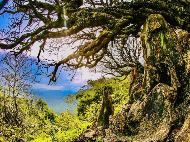 Yen Tu – Vinh Nghiem – Con Son Kiep Bac UNESCO Site Ancient twisted tree on the mountainside at Yen Tu