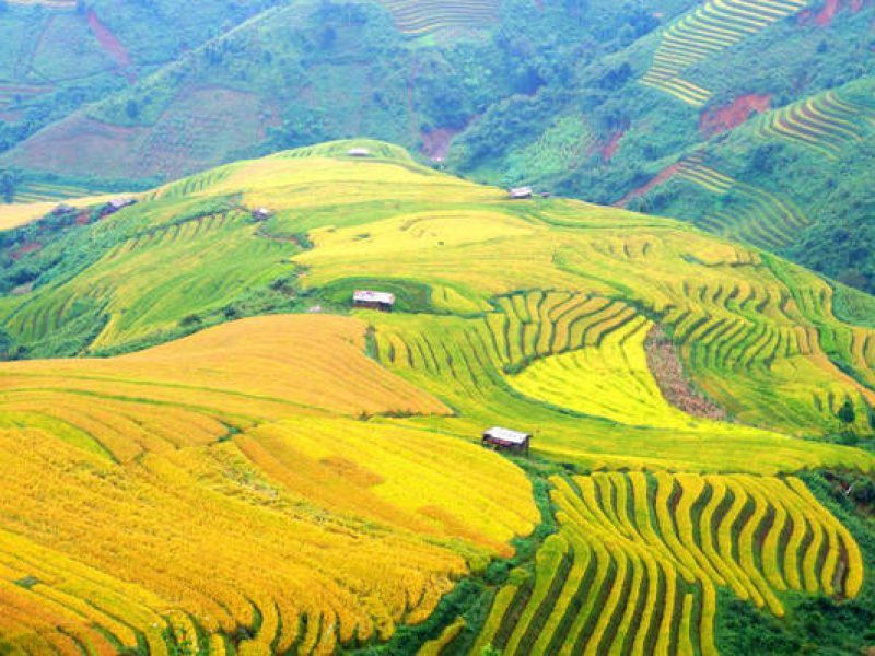 Xim Vang with its deep feelings of ripe rice season. Photo: Hai Dong Xim Vang with its deep feelings of ripe rice season. Photo: Hai Dong
