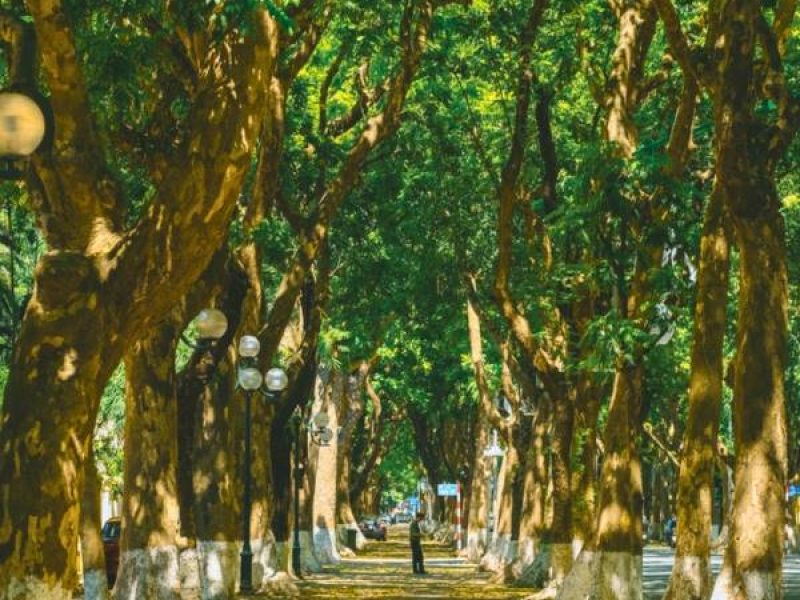 Hanoi in October: The Most Beautiful Season of the Year Tree-lined street in Hanoi in autumn